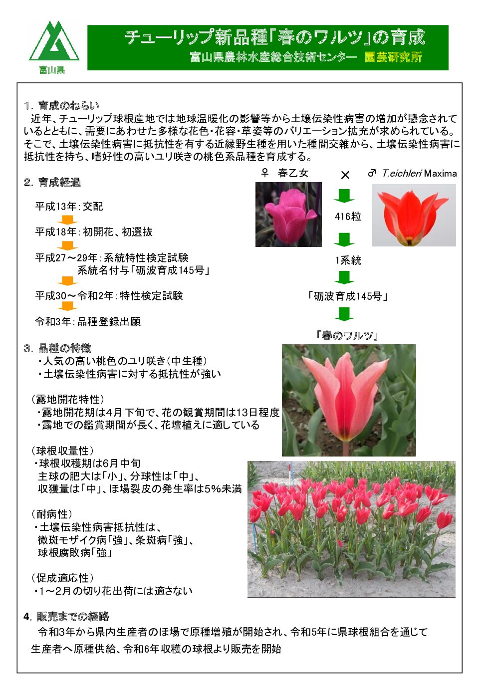 チューリップ品種DB | 園芸研究所